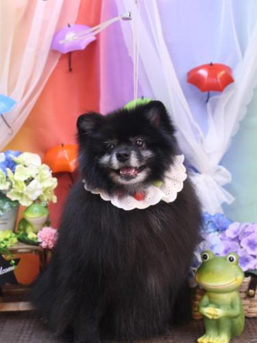 20230610ふわりちゃん